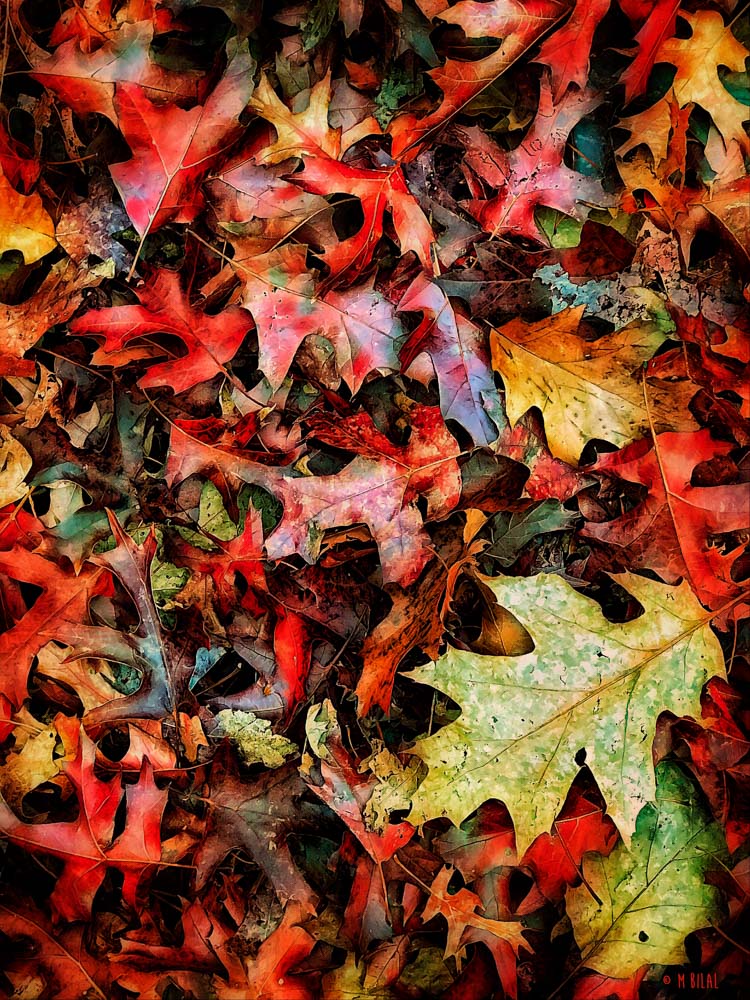 Bed Of Fall Leaves Fallen Leaves After The Winds But Before The Rains Turk S Head Commercial Photography Bed Of Fall Leaves Fallen Leaves After The Winds But Before The Rains Turk S Head Commercial Photography